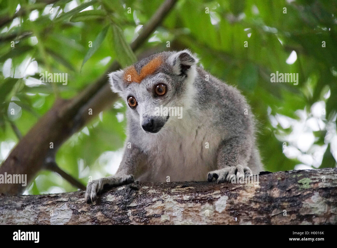 Lemure coronato (Lemur coronatus, Petterus coronatus, il Eulemur coronatus), femmina, Madagascar Foto Stock