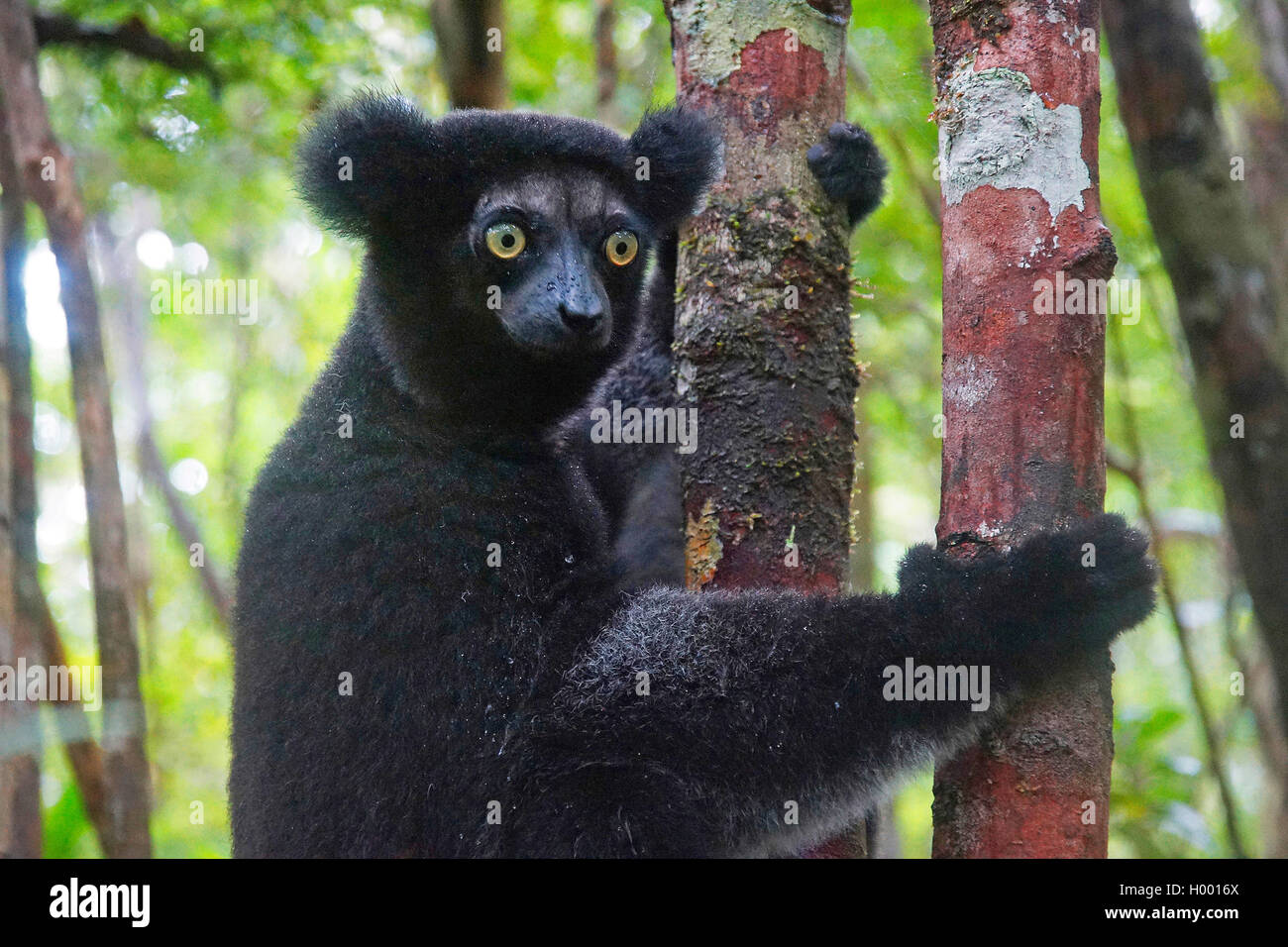 Indri di Babakoto (Indri Indri), ritratto, Madagascar Foto Stock