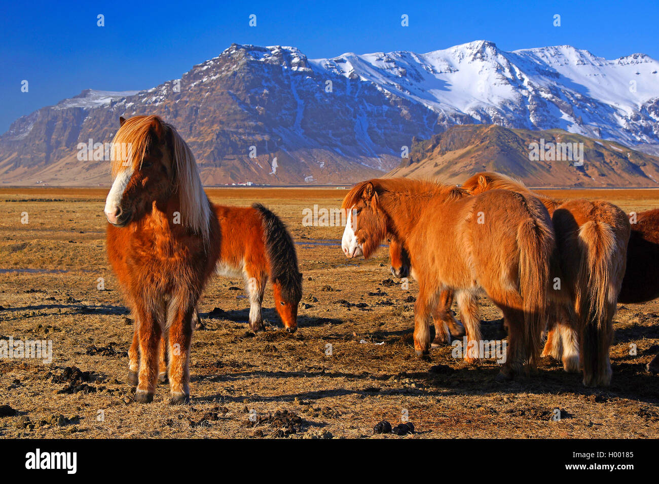 Islandese cavallo, cavallo islandese, Islanda pony (Equus przewalskii f. caballus), allevamento su Heimaey, Islanda, Heimaway Foto Stock