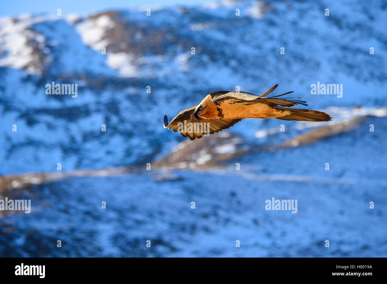 Lammergeier, Gipeto (Gypaetus barbatus), volare lungo un lato di montagna, Italia, Alto Adige Foto Stock