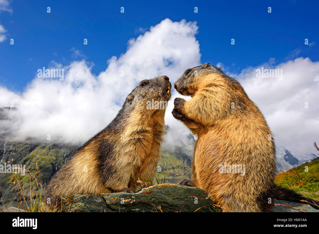 Alpine marmotta (Marmota marmota), due marmotte saluto ogni altro, Italia Foto Stock