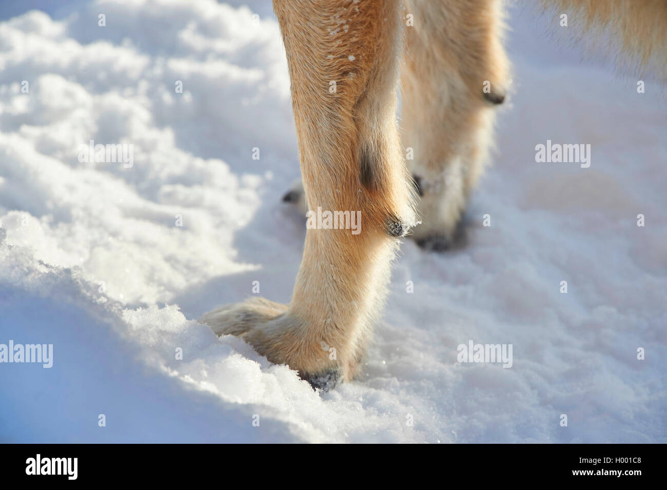 Unione lupo (Canis lupus lupus), zampe posteriori in snow, in Germania, in Baviera, Bayerischer Wald National Park Foto Stock