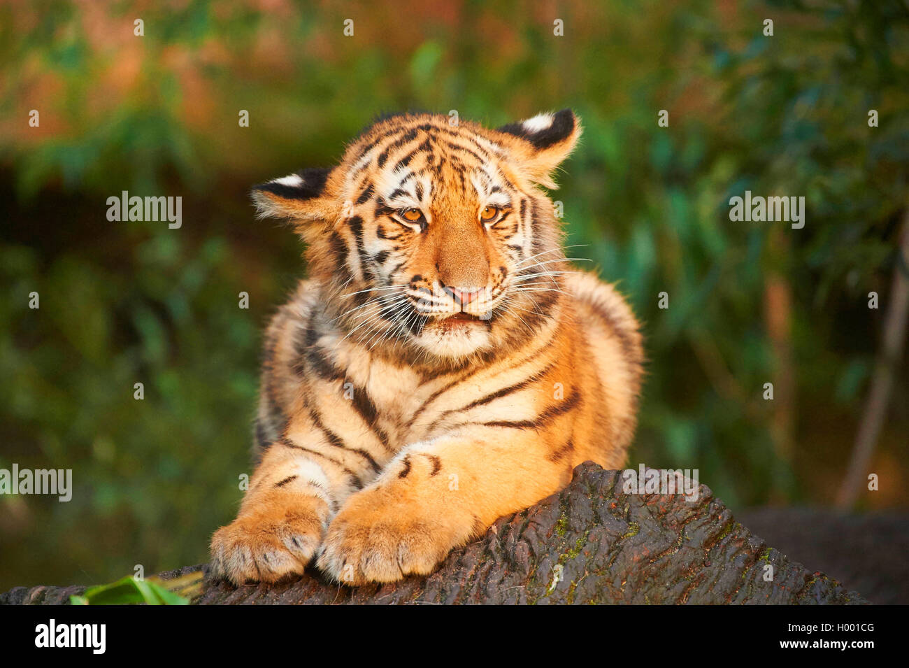 Tigre Siberiana, Amurian tiger (Panthera tigris altaica), giovane animale giacente su un tronco di albero, vista frontale Foto Stock