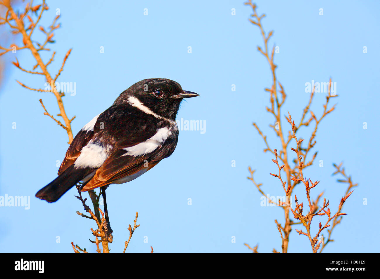 Stonechat africana (Saxicola torquata, Saxicola torquata torquata), maschio si siede su una boccola, Sud Africa, Western Cape, Bontebok National Park Foto Stock