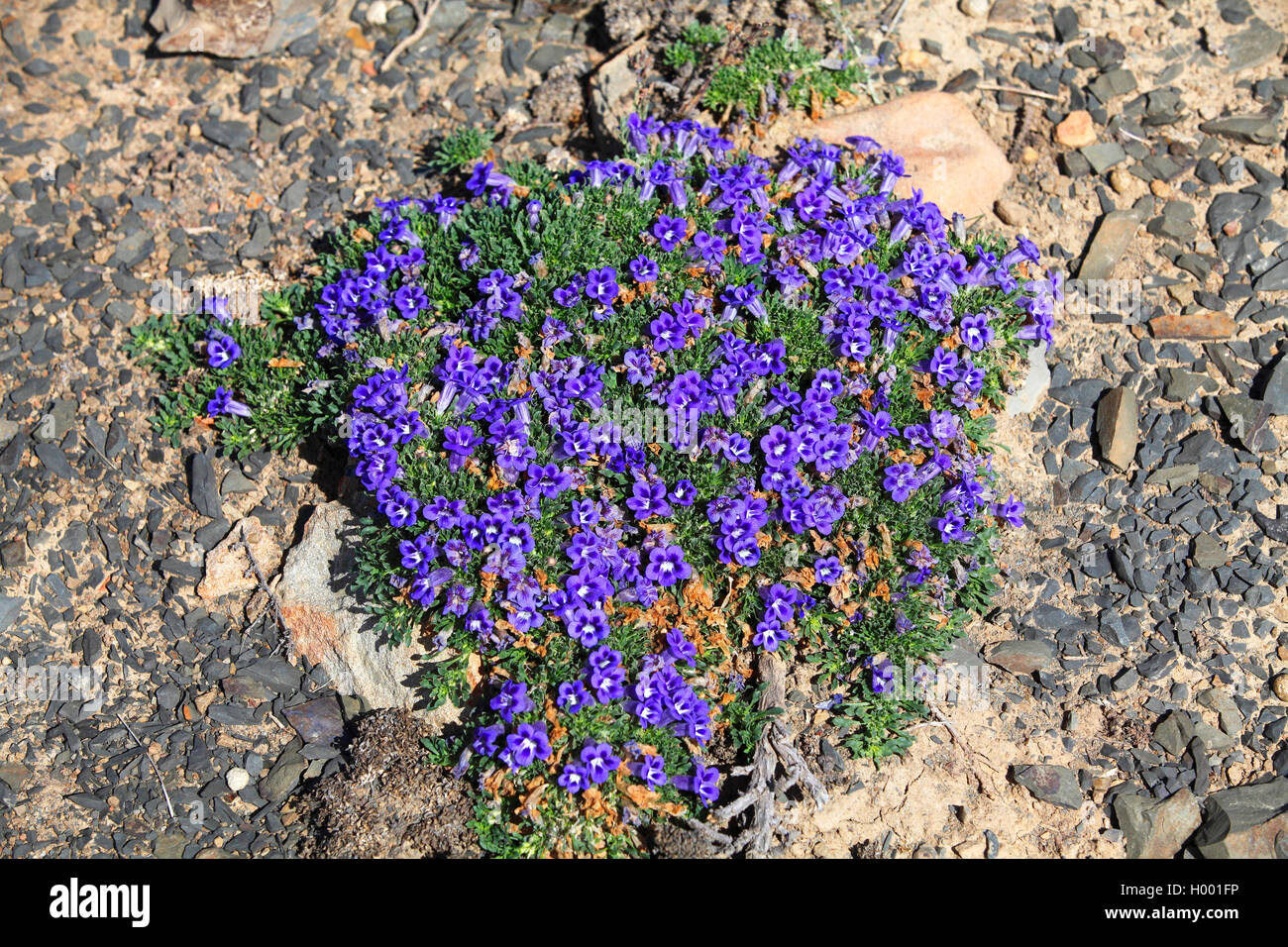 Fiore di tappeti, Brandblare, Brandbossie (Aptosimum procumbens), fioritura su una roccia, Sud Africa, Western Cape, Karoo National Park Foto Stock