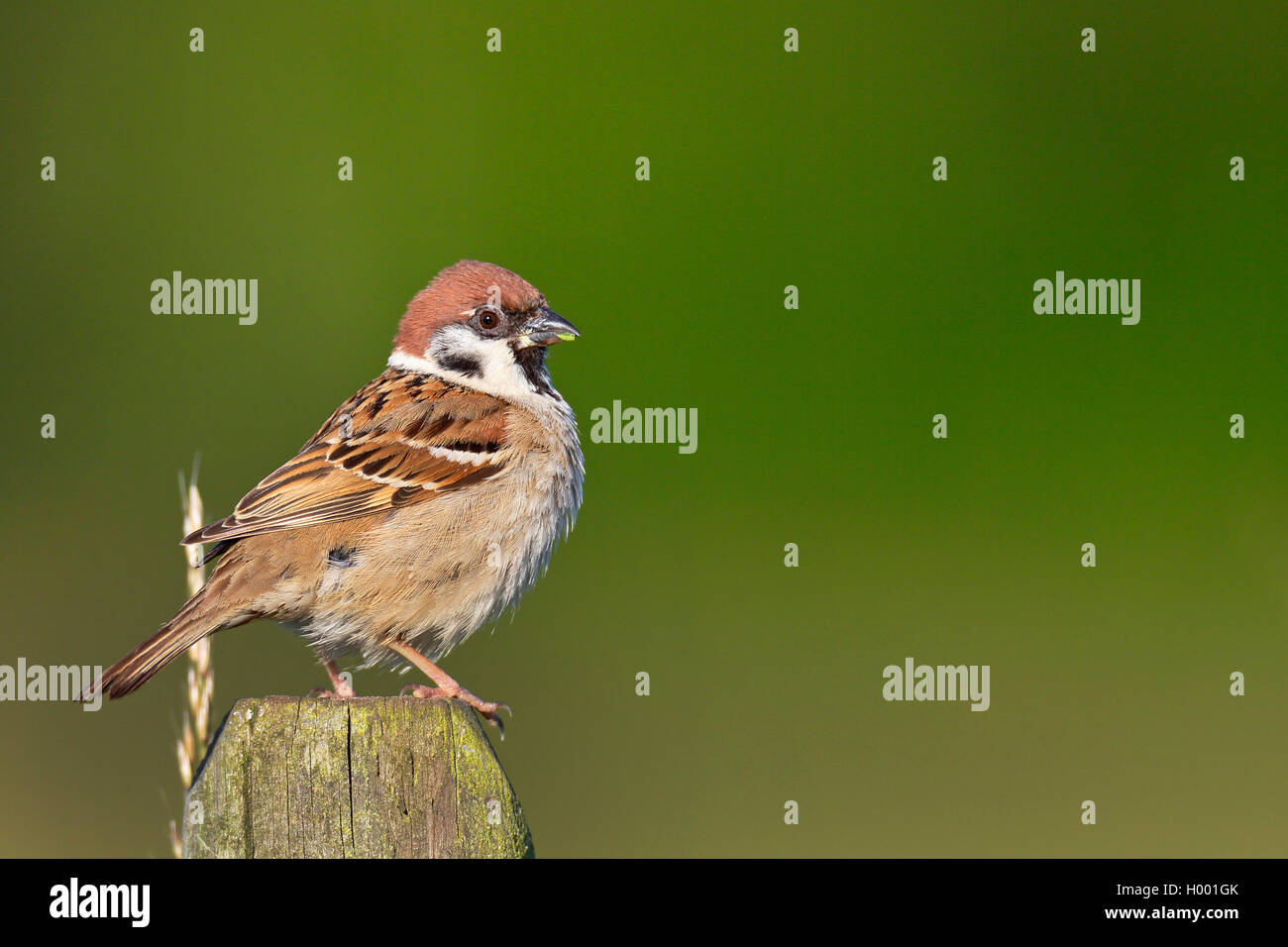 Feldsperling, Feldspatz (Passer montanus), sitzt auf einem Pfahl, Schweden, Oeland | Eurasian tree sparrow (Passer montanus), si Foto Stock