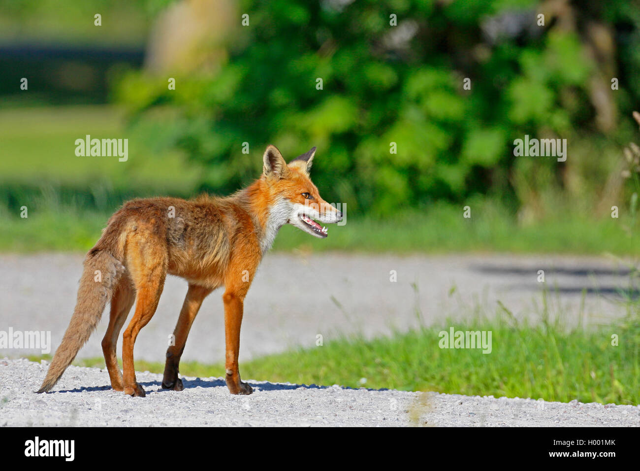 Red Fox (Vulpes vulpes vulpes), in piedi su una piccola strada laterale, Svezia, Oeland Foto Stock