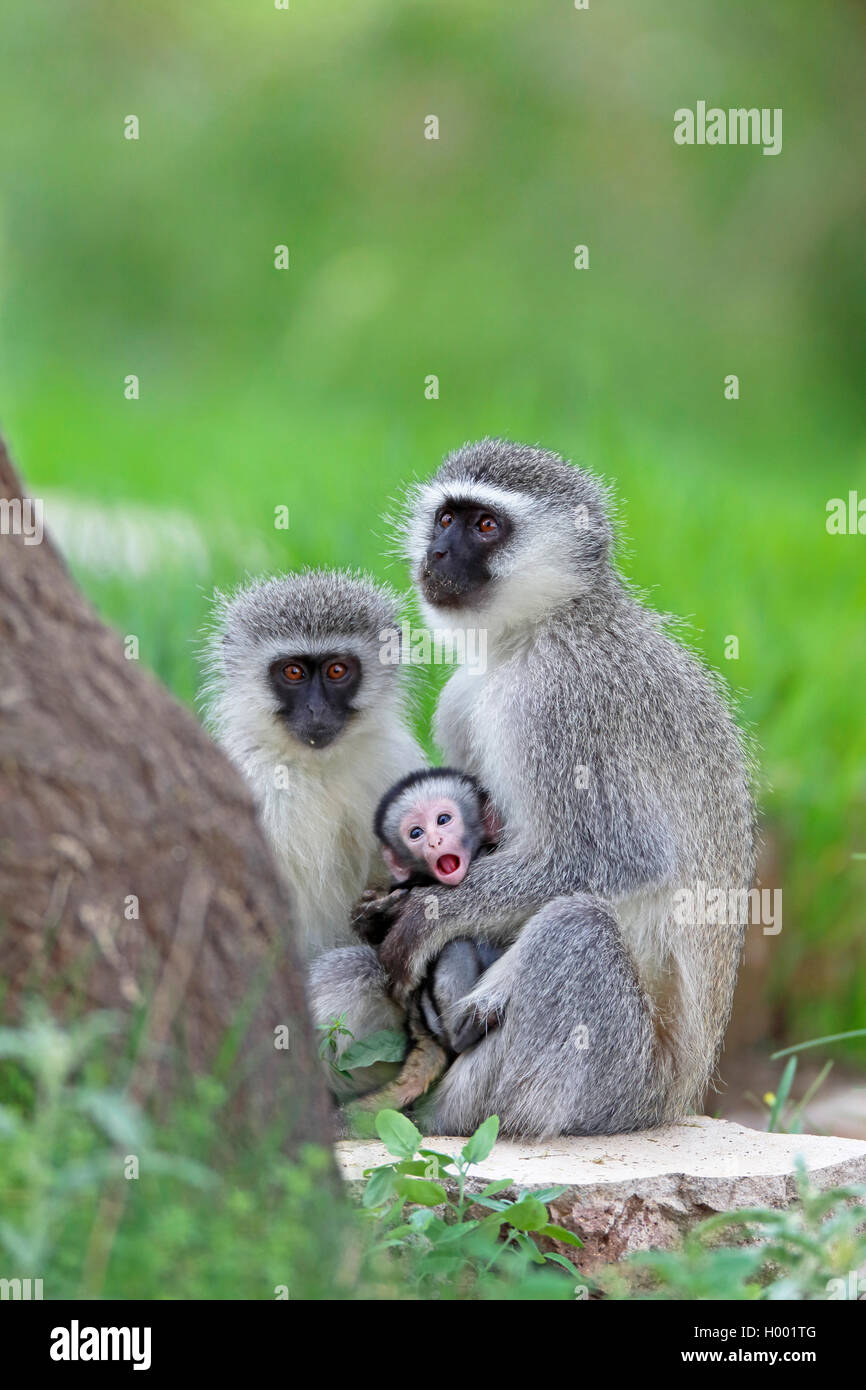 Vervet, Vervet monkey (Chlorocebus pygerythrus), in coppia con un bambino, Sud Africa, Eastern Cape, Camdeboo Parco Nazionale Foto Stock
