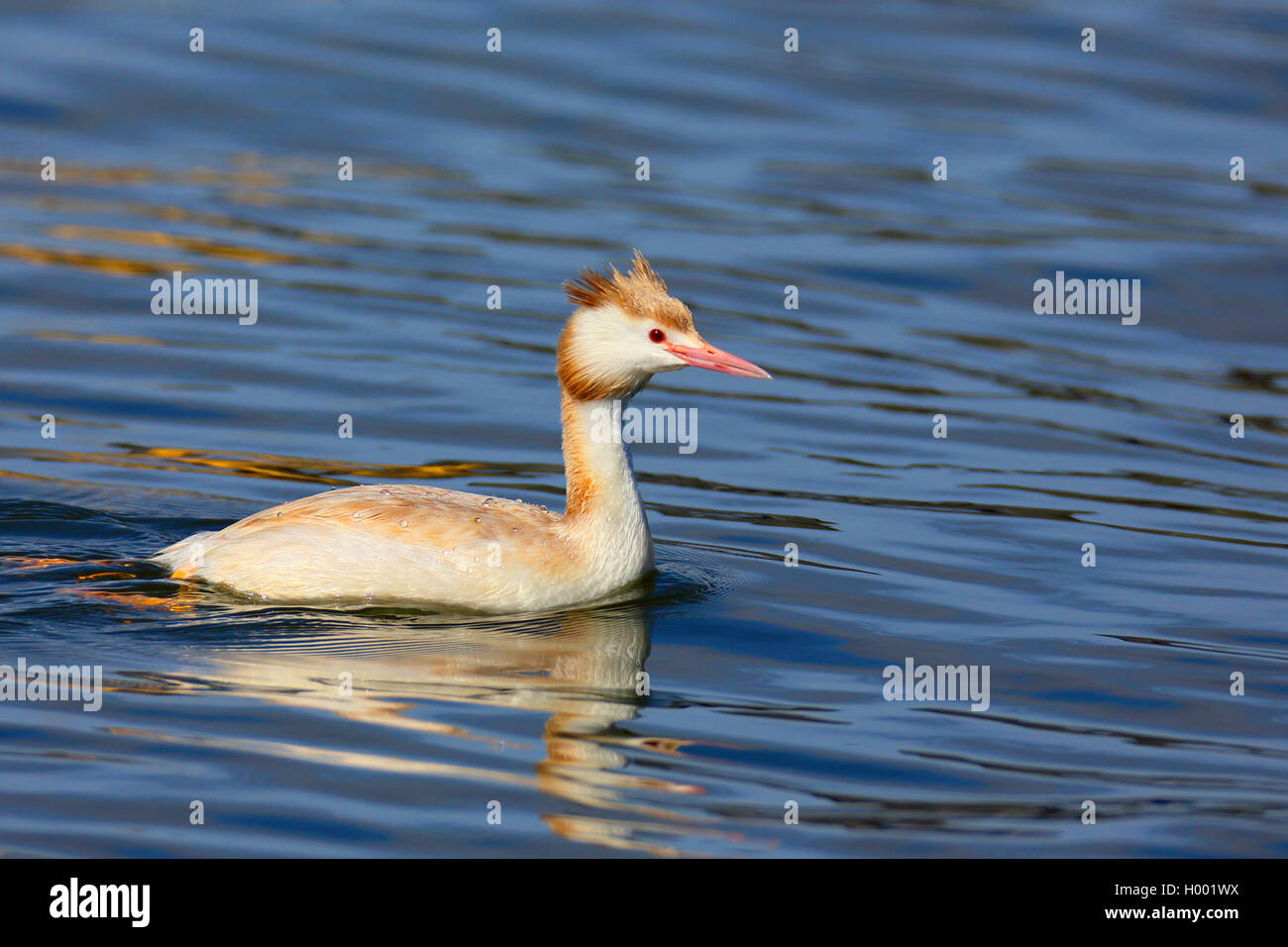 Svasso maggiore (Podiceps cristatus), leucism, nuoto leucistic svasso, Paesi Bassi, Frisia Foto Stock