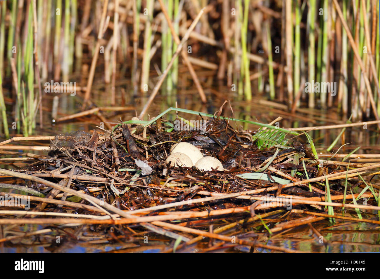 Svasso maggiore (Podiceps cristatus), nido con uova in reed, Paesi Bassi, Frisia Foto Stock