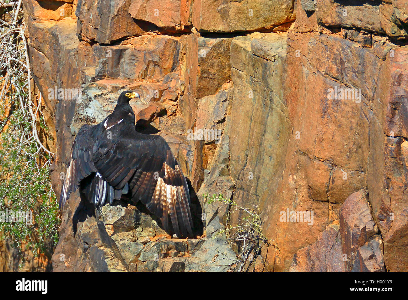 Verreaux's eagle (Aquila verreauxii), è adagiata su una scogliera con alette aperte, Sud Africa, Western Cape, Karoo National Park Foto Stock