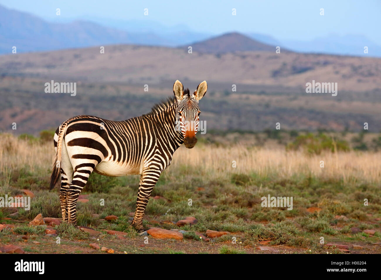 Cape Mountain Zebra, Mountain Zebra (Equus zebra zebra), sorge nella savana, Sud Africa, Eastern Cape, Mountain Zebra National Park Foto Stock