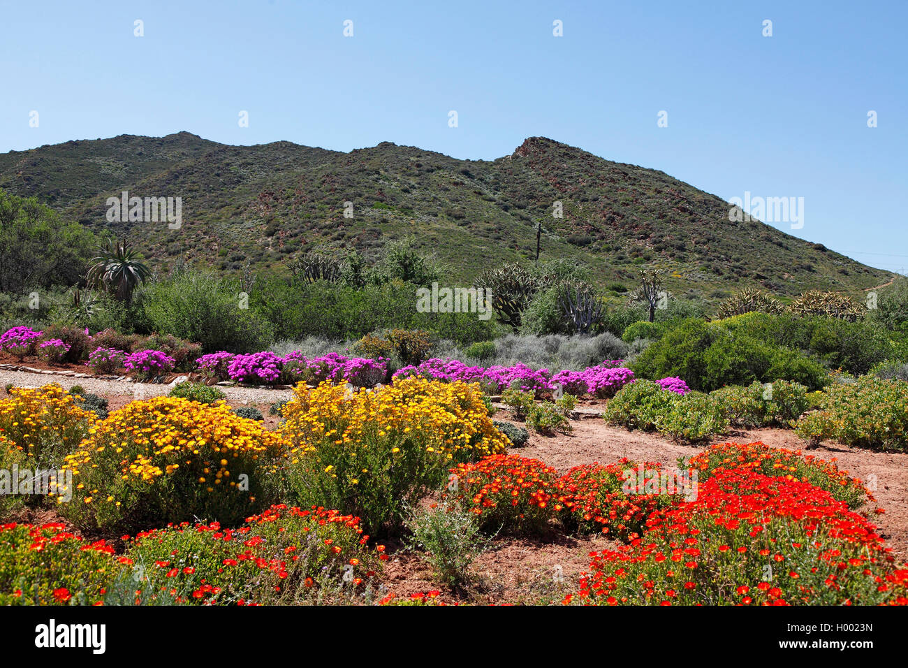 Karoo Desert National Botanical Garden, Sud Africa, Western Cape, Worcester Foto Stock