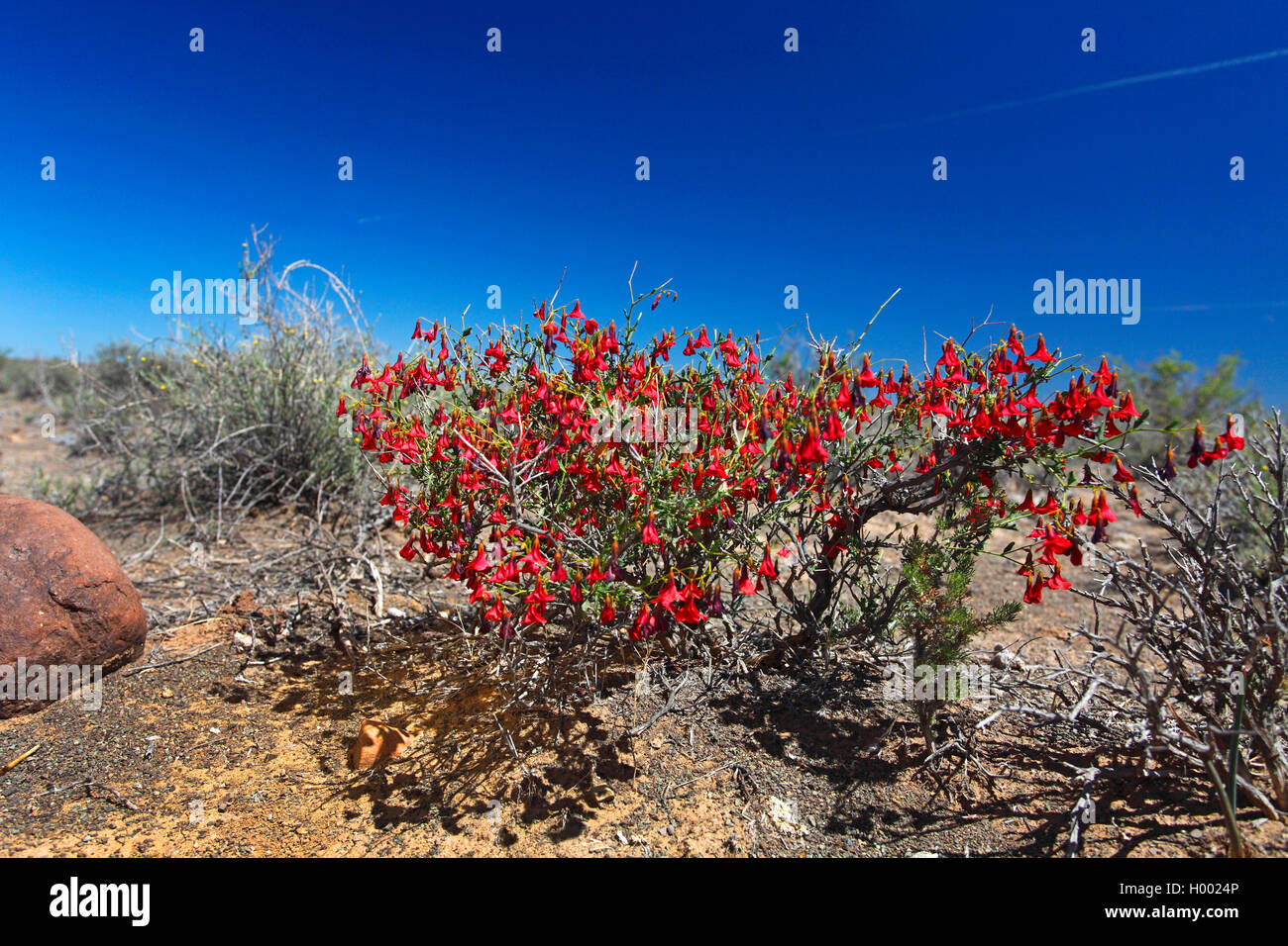 Karoo Rose (Hermannia grandiflora), fioritura arbusto, Sud Africa, Western Cape, Karoo National Park Foto Stock
