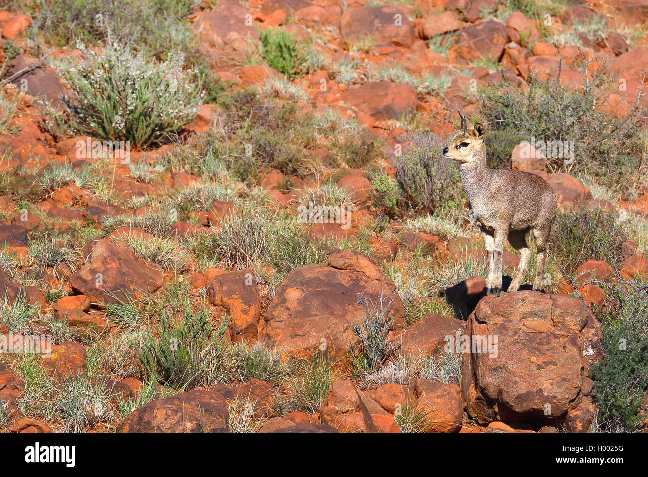 Klippspringer (Oreotragus oreotragus), maschio sorge su una roccia, Sud Africa, Western Cape, Karoo National Park Foto Stock