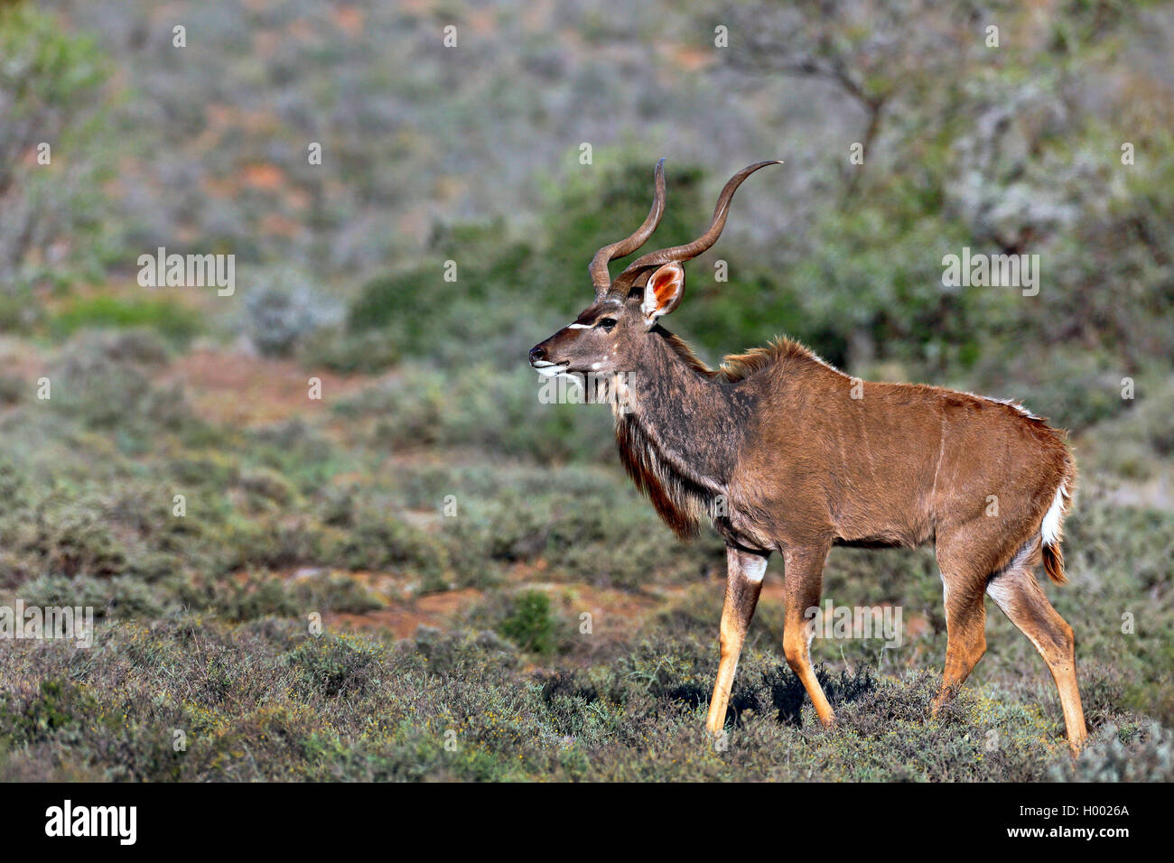 Grosser Kudu (Tragelaphus strepsiceros), Maennchen laeuft in der Savanne, Suedafrika, Westkap, Karoo Nationalpark | kudu maggiore Foto Stock