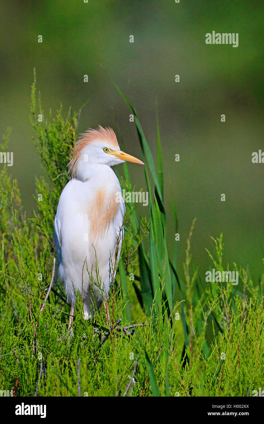 Airone guardabuoi, Buff-backed heron (Ardeola ibis, Bubulcus ibis), in allevamento piumaggio, stando in canneti, Francia, Camargue Foto Stock