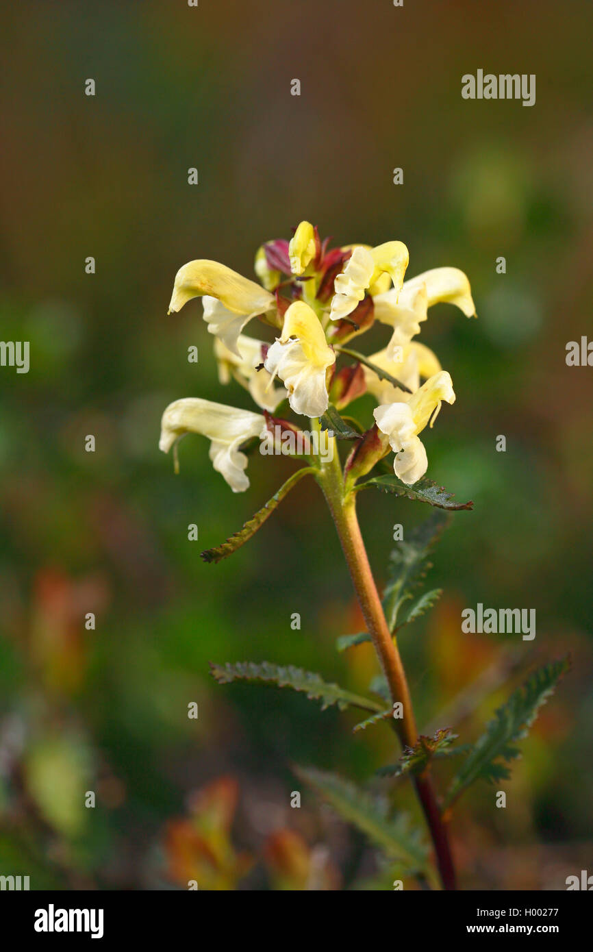 Lapponia lousewort, lousewort settentrionale (Pedicularis lapponica), Blossom, Svezia, Gaellivare Foto Stock