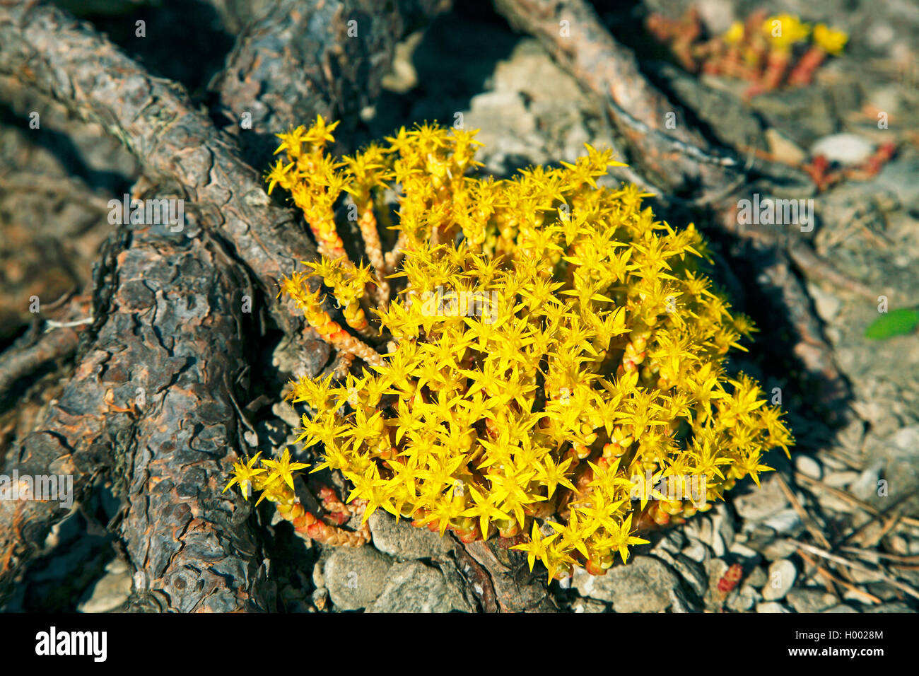 Stonecrop comune, mordere stonecrop, mossy stonecrop, parete di pepe, oro-moss (Sedum acre), fioritura, Svezia, Oeland Foto Stock