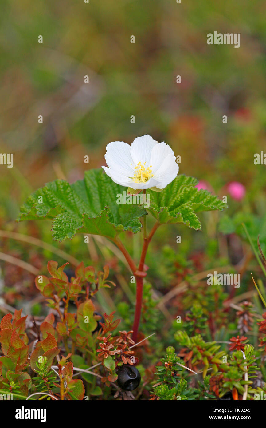 Cotta-apple berry, cloudberry (Rubus chamaemorus), fioritura cloudberry, Svezia, Gaellivare Foto Stock