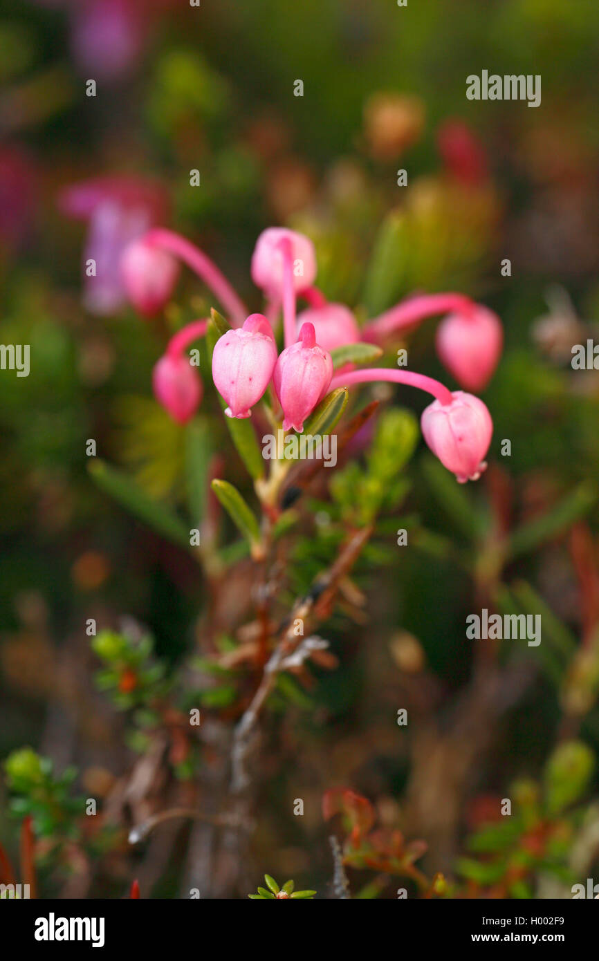 Bog rosemary (Andromeda polifolia), fioritura, Svezia, Gaellivare Foto Stock