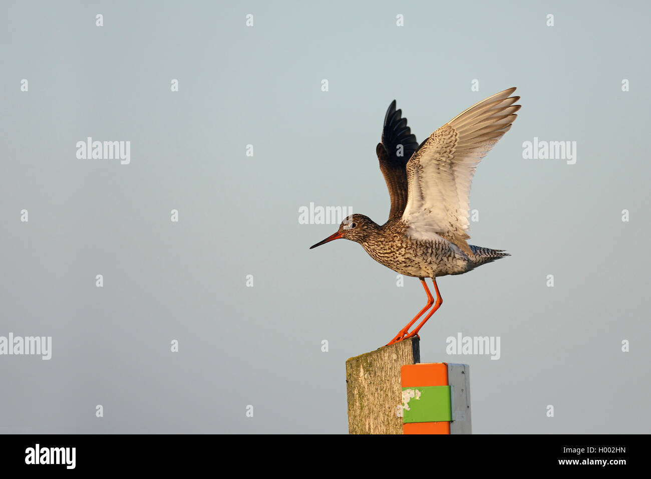 Comune (redshank Tringa totanus), lo sbarco su di un palo da recinzione, vista laterale, Paesi Bassi, Eempolder Foto Stock