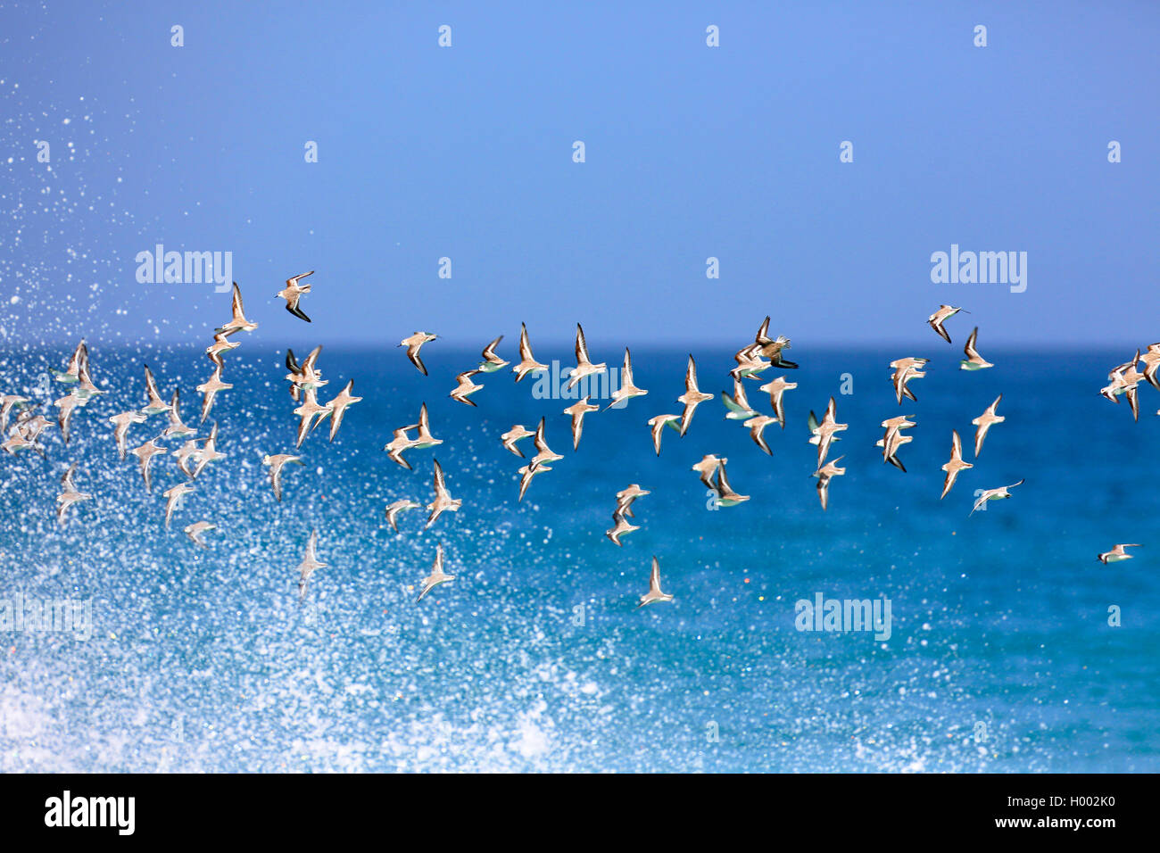 Sanderling (Calidris alba), flying gregge al mare, Capo Verde Isole, Boa Vista Foto Stock