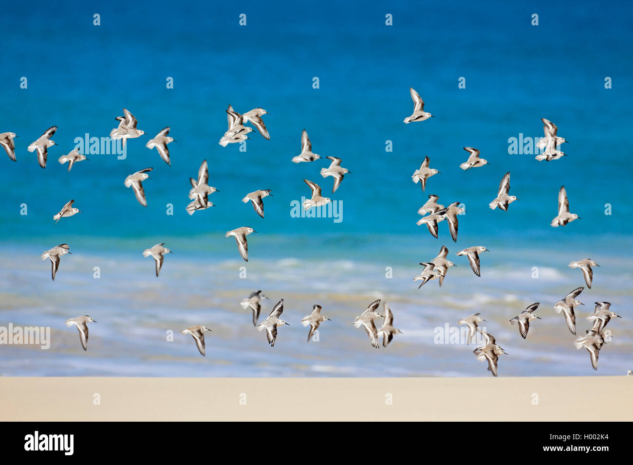 Sanderling (Calidris alba), flying gregge al mare, Capo Verde Isole, Boa Vista Foto Stock