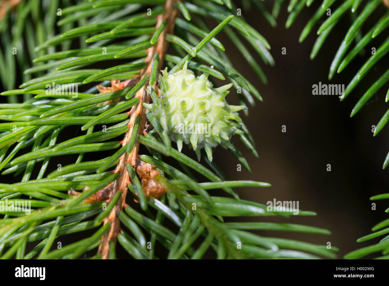 Larice rosso gall adelgid, larice adelges, larice lanosi afide Adelges (spec), rosso larice fiele a un ramoscello di pino, Germania Foto Stock