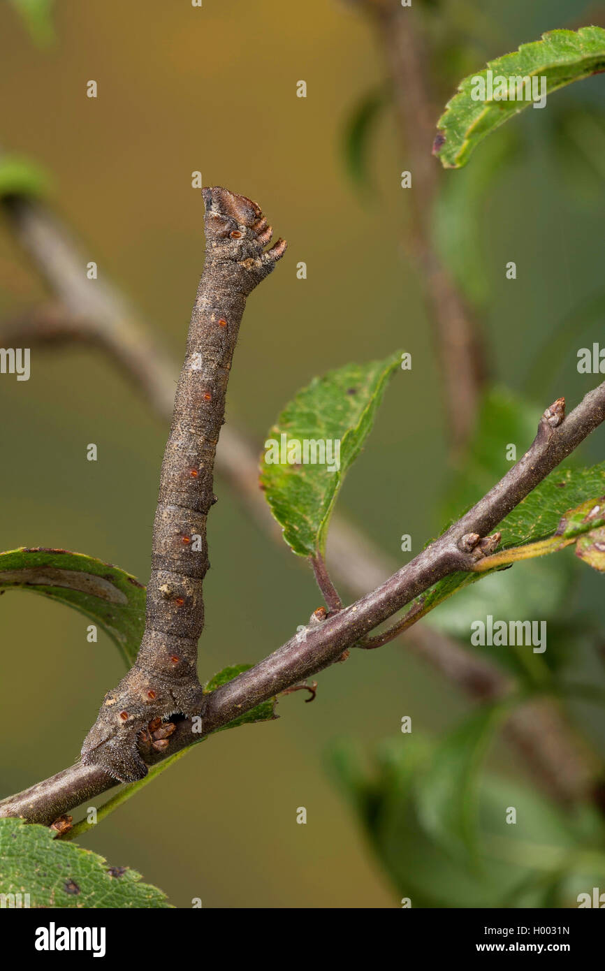 Pepati tarma (Biston betularia, Biston betularius, Amphidasis betularia), Caterpillar imitando un ramoscello, Germania Foto Stock