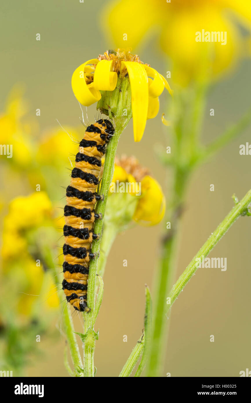 Il cinabro tarma (Tyria jacobaeae, Thyria jacobaeae, Hipocrita jacobaeae), Caterpillar su Tansy erba tossica, Germania Foto Stock