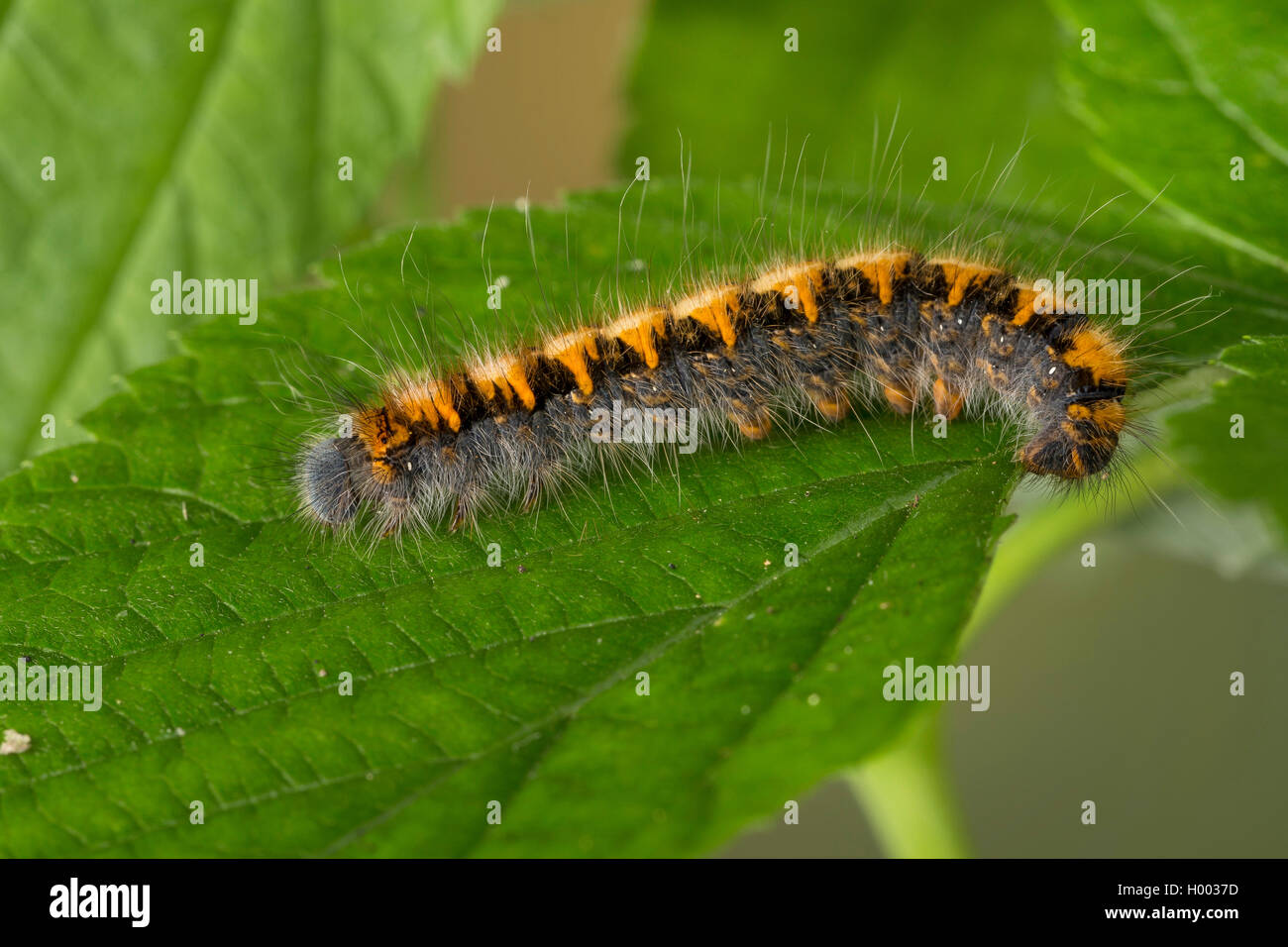 Oak eggar (Lasiocampa quercus, Lasiocampa scopolii), giovane bruco su una foglia, Germania Foto Stock