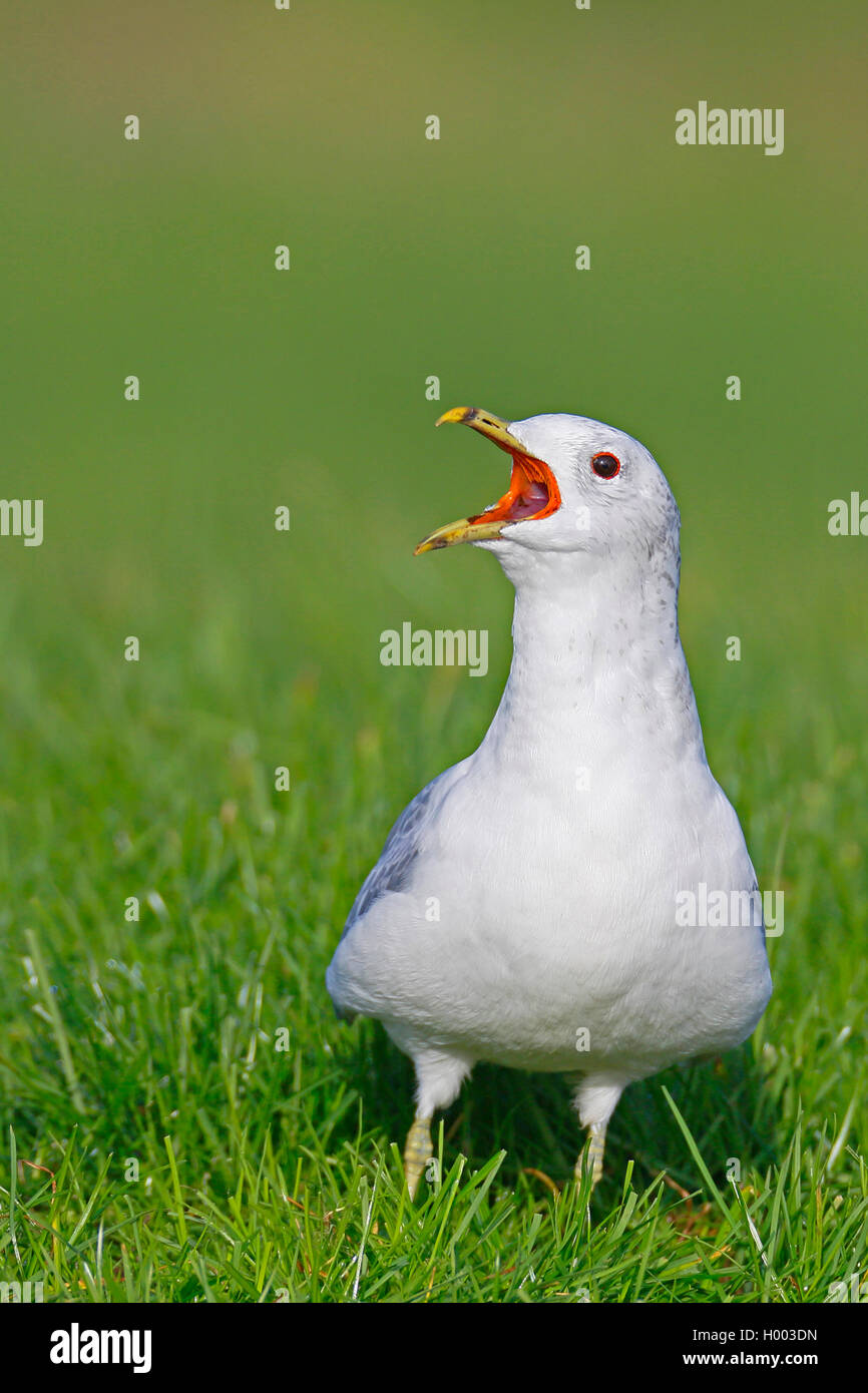 Mew gull (Larus canus), in piedi nella prateria e chiamando, Paesi Bassi, Frisia Foto Stock