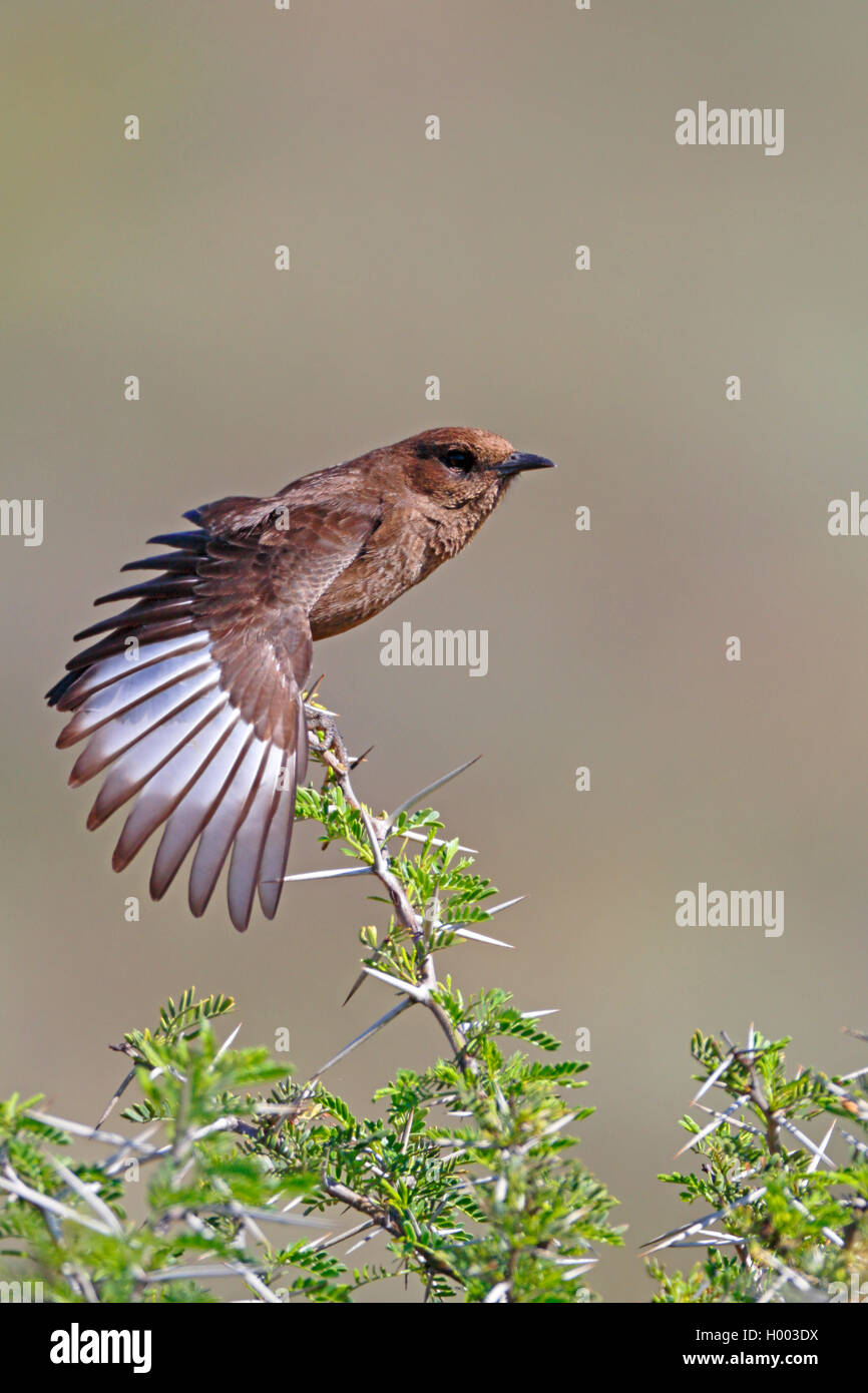 Southern anteater chat (Myrmecocichla formicivora), si siede su una boccola e allunga le ali, Sud Africa, Eastern Cape, Camdeboo Parco Nazionale Foto Stock