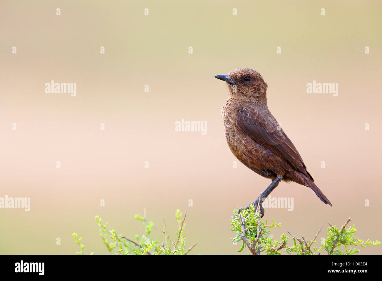 Southern anteater chat (Myrmecocichla formicivora), si siede su una boccola, Sud Africa, Eastern Cape, Camdeboo Parco Nazionale Foto Stock
