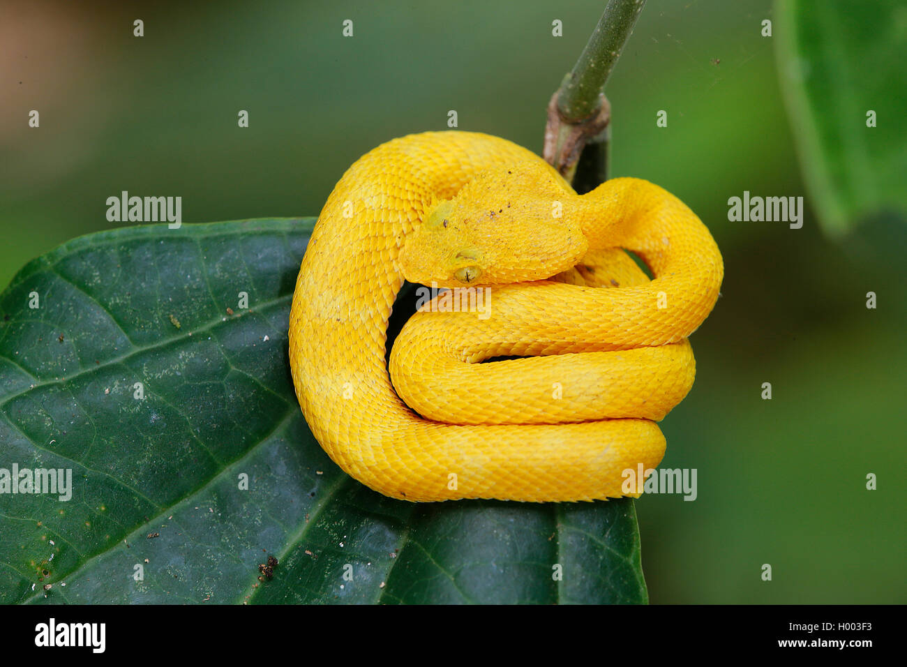 Tintura ciglia vipera cornuta, palm viper, ciglia palm rattlesnakes (Bothrops schlegelii, Bothriechis schlegelii), arrotolati su una foglia, Costa Rica Foto Stock