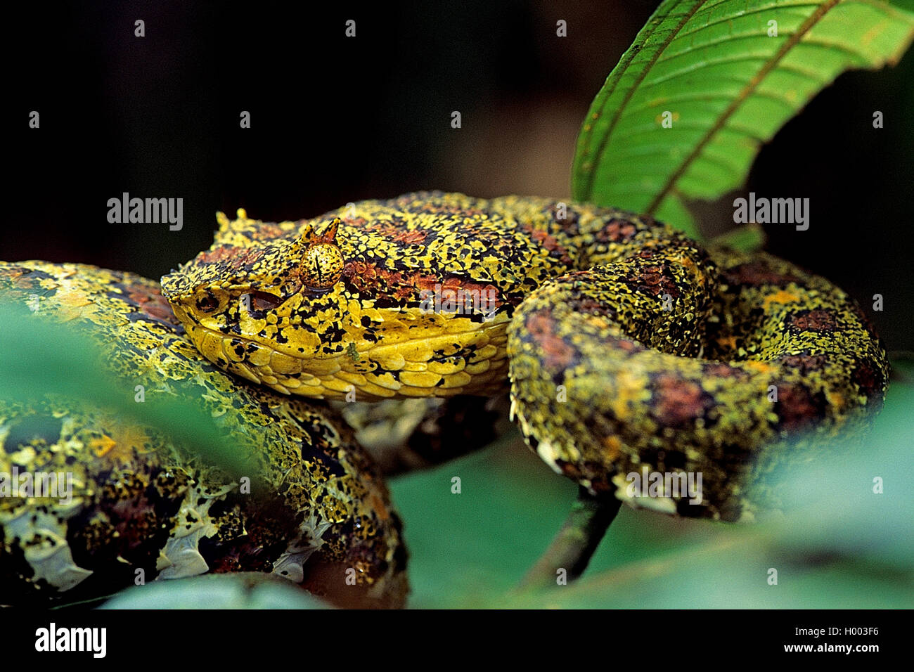 Tintura ciglia vipera cornuta, palm viper, ciglia palm rattlesnakes (Bothrops schlegelii, Bothriechis schlegelii), Ritratto, Costa Rica Foto Stock