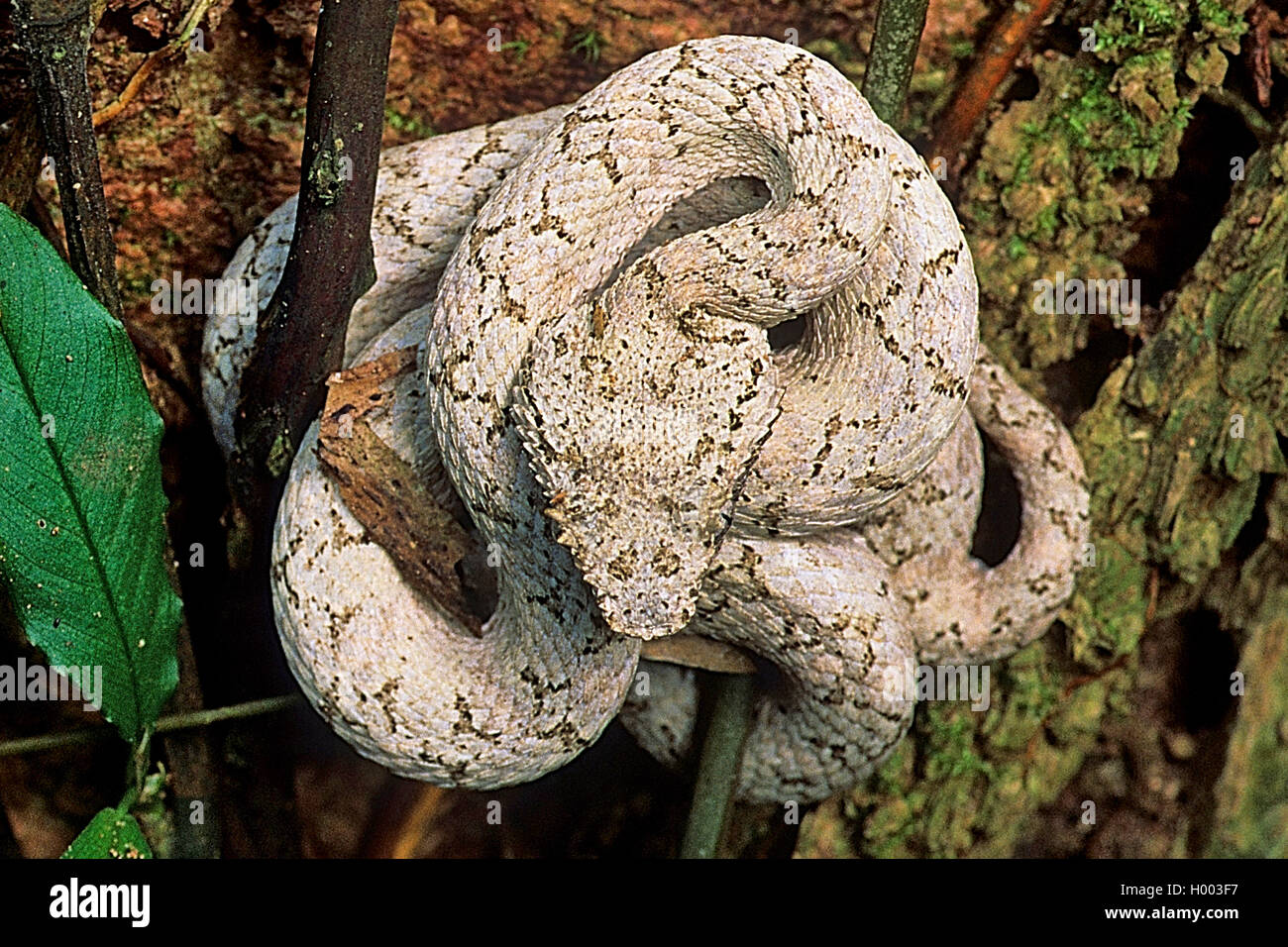 Tintura ciglia vipera cornuta, palm viper, ciglia palm rattlesnakes (Bothrops schlegelii, Bothriechis schlegelii), arrotolato in un ramo forcella, Costa Rica Foto Stock