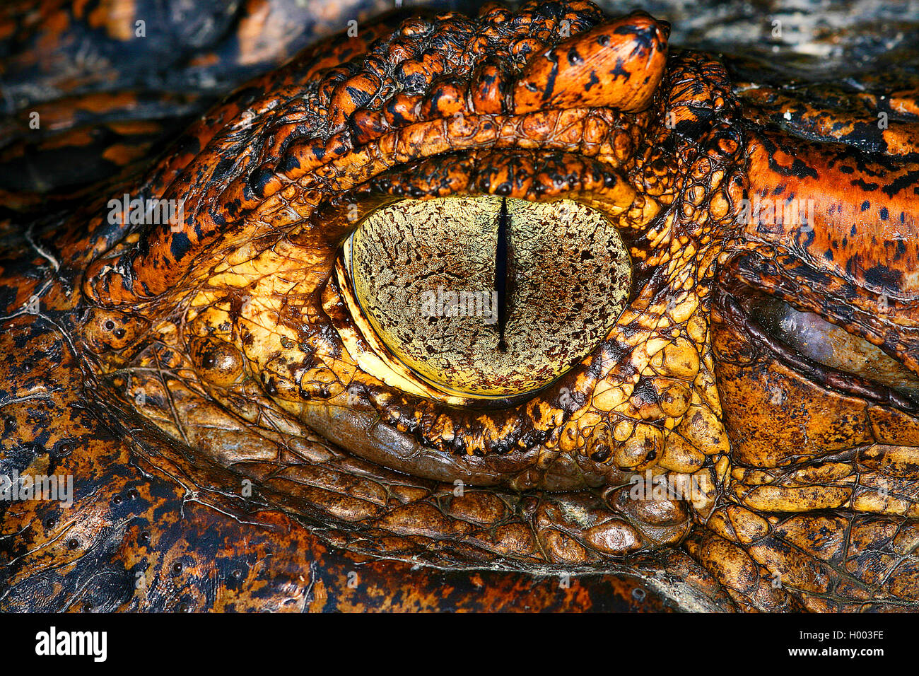 Caimano dagli occhiali (Caiman crocodilus), occhio, Costa Rica Foto Stock
