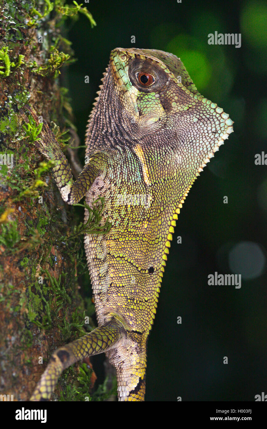 Iguana Elmetto Immagini e Fotos Stock - Alamy