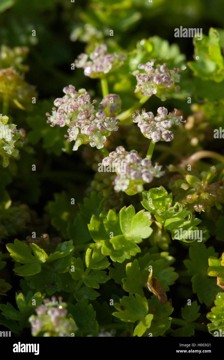 Lo spunto da fermi, Marshwort Creeping prezzemolo (Apium repens), fioritura, Germania Foto Stock