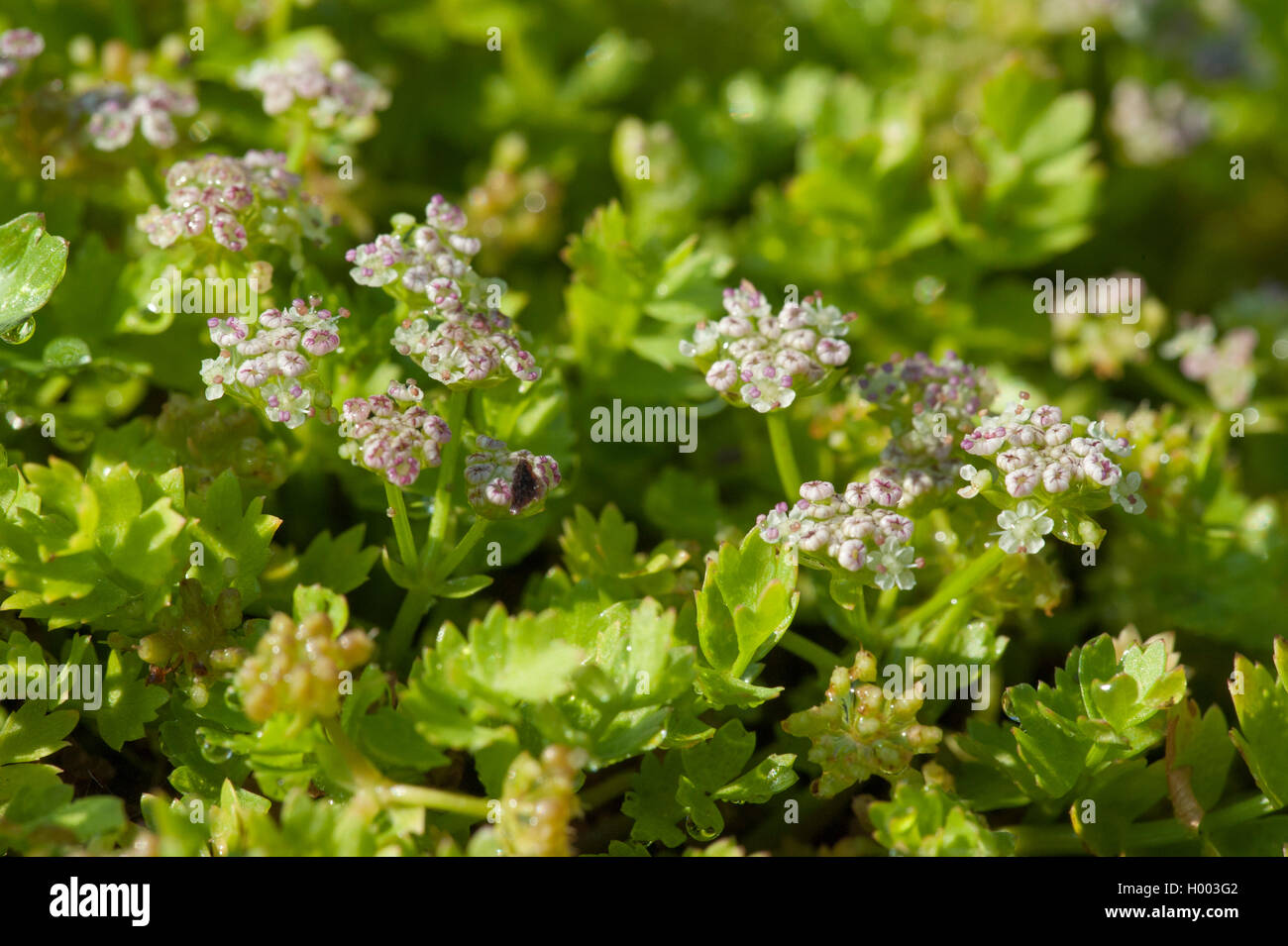 Lo spunto da fermi, Marshwort Creeping prezzemolo (Apium repens), fioritura, Germania Foto Stock