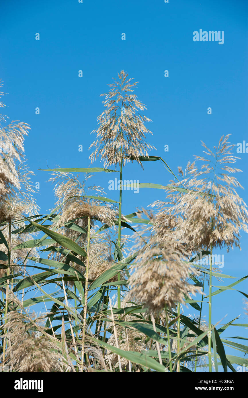 Giant Reed (Arundo mediterranea), fioritura Foto Stock