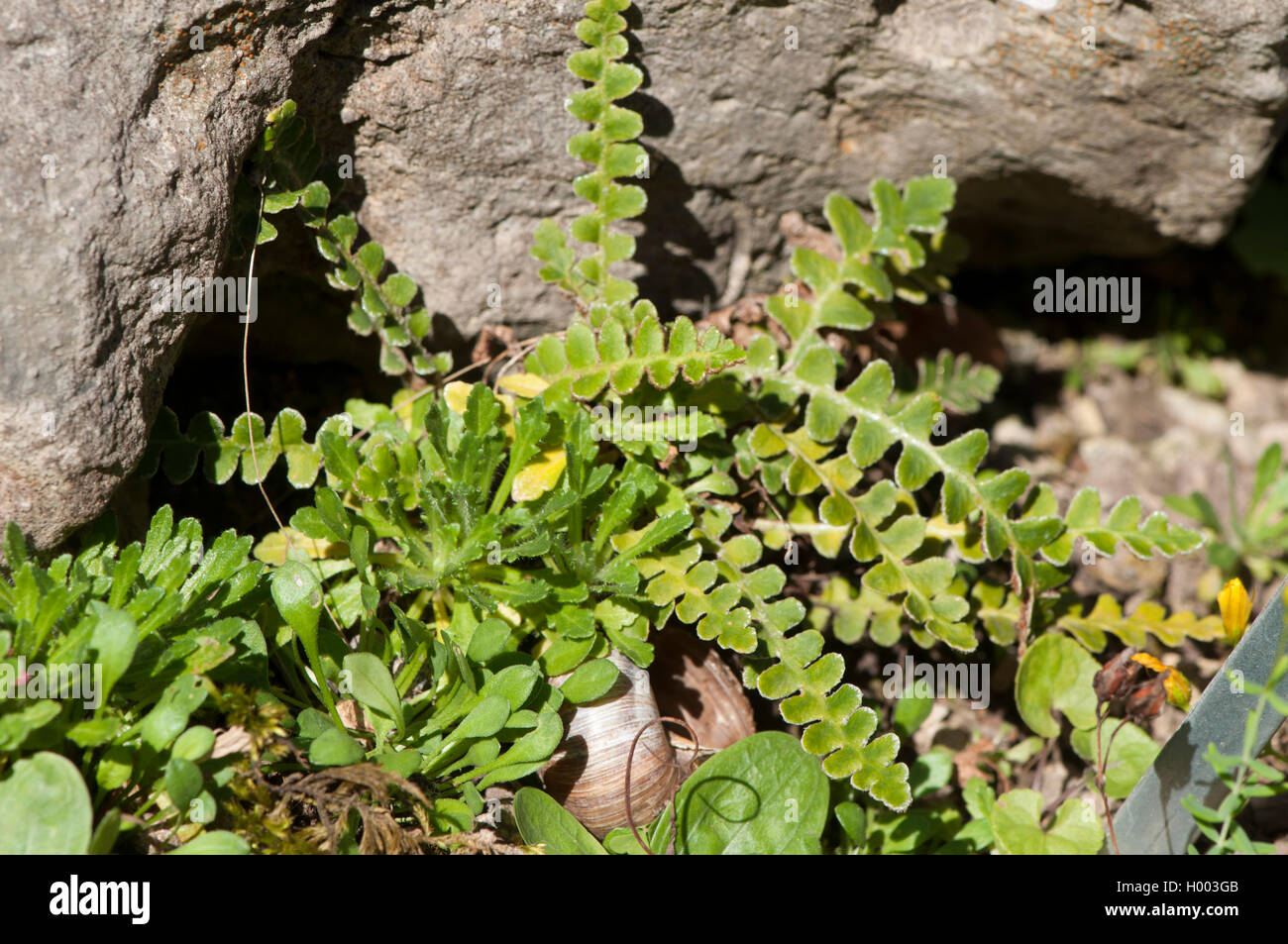 Comune, spleenwort Rustyback (Asplenium ceterach, Ceterach officinarum), che cresce su rocce, Germania Foto Stock