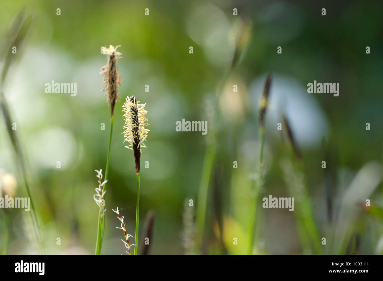 Hairy Greenweed (Carex pilosa), maschio e femmina, con picchi, Germania Foto Stock
