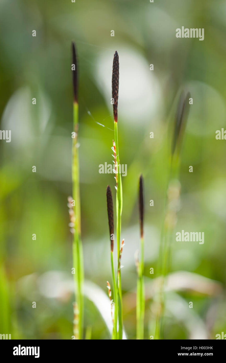 Hairy Greenweed (Carex pilosa), maschio e femmina, con picchi, Germania Foto Stock