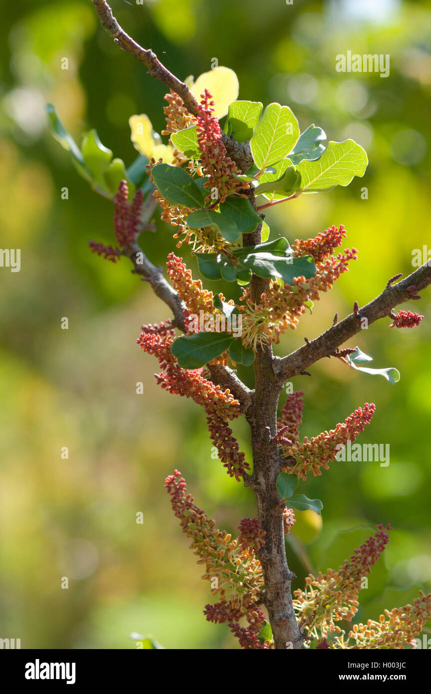 La Carruba, carruba bean, San Giovanni pane (Ceratonia siliqua), infiorescenza Foto Stock