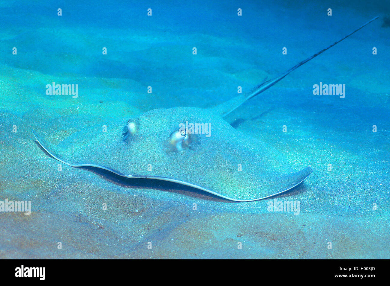 Le razze (Dasyatis longa), sul fondo del mare, Costa Rica Foto Stock