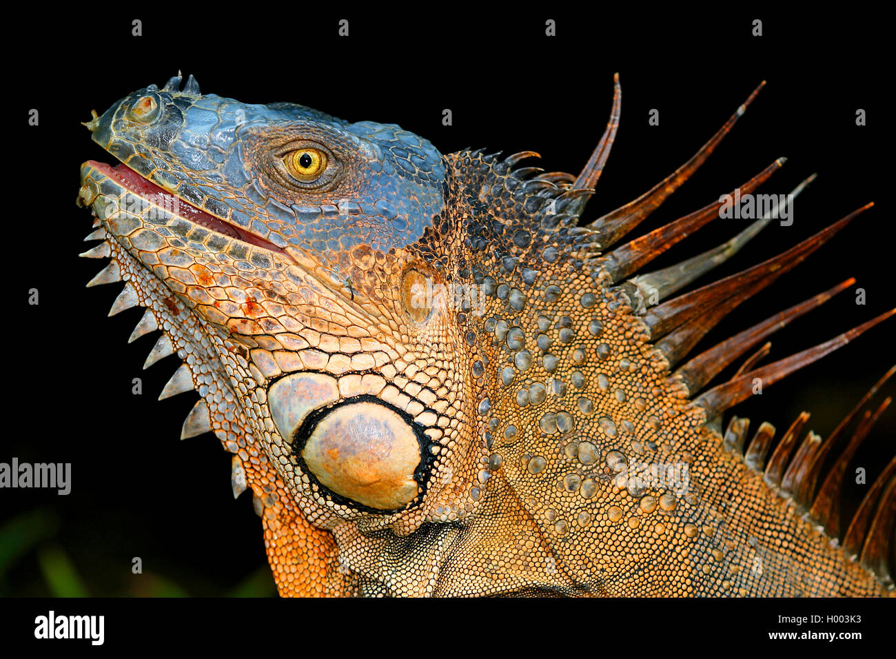 Iguana verde, comune (iguana Iguana iguana), maschio, ritratto, Costa Rica Foto Stock
