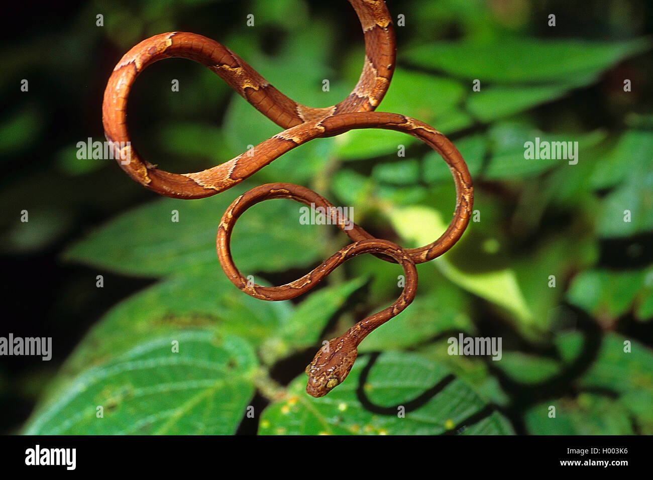 Blunt-testa di serpente ad albero (Imantodes cenchoa), avvolgimento da un ramoscello, Costa Rica Foto Stock